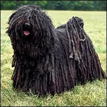 De quelle race est ce chien ?