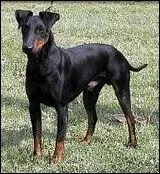 De quelle race est ce chien ?