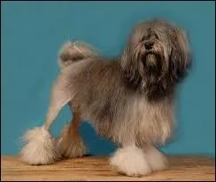 De quelle race est ce chien ?