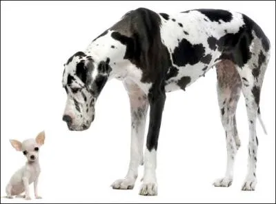 Lequel est le chihuahua ?