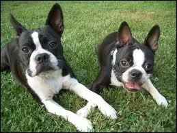 Est-ce que ces chiens sont de la mme race ?