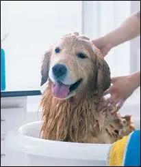 Pourquoi est-il important de laver notre chien ?