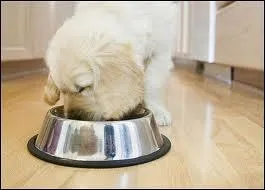 Qu'est-ce qui est la meilleure nourriture  donner aux chiens ?