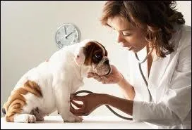 Que devras-tu faire si ton chien est malade ?