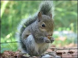 Est-ce que c'est un cureuil ?