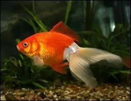 Quel est ce poisson ?