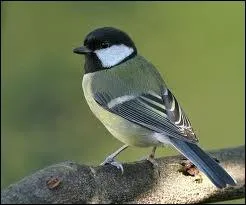 Est-ce que c'est un oiseau ?