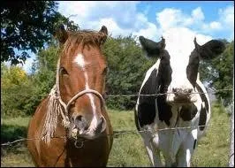 Quel est l'animal  ct du cheval ?