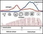 Dans un cycle normal, quelle hormone ne joue aucun rle dans l'apparition des rgles ?