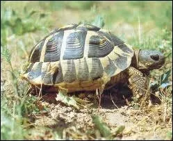 La tortue est un animal ...
