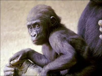 L'humain tient-il rellement du singe ?