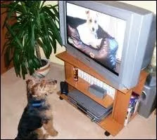 Le film de chien  avoir eu le plus gros succs de tous les temps ?