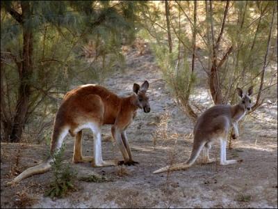 Dans ce sport, tout comme le kangourou, il faut savoir se servir de ses poings et de ses pieds !