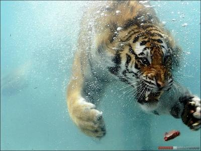 Dans quel sport pratique-t-on la boxe du tigre ?