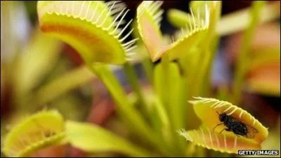 Dans ce sport, le principal accessoire est toujours  mouchet  !