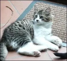 Vrai ou faux ? Est-ce que les poils d'un chat correspondent  la couleur de sa peau ?