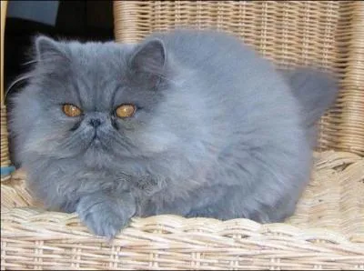 Quelle est cette race de chat ?