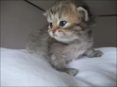 Quel âge a ce chat ?