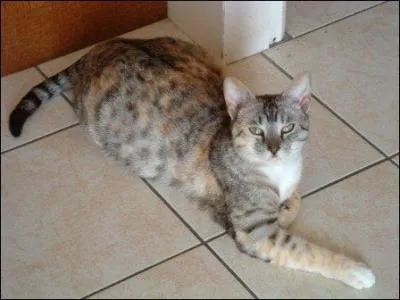 Quelle est la dure de la gestation d'une femelle ?