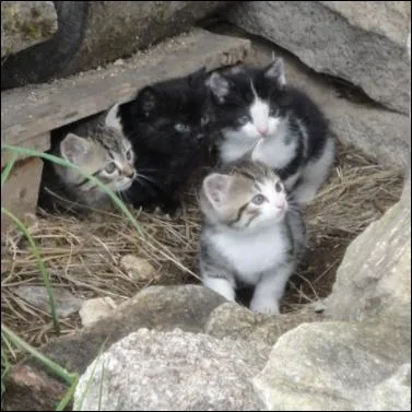 Combien de chatons y a t-il dans une porte ?