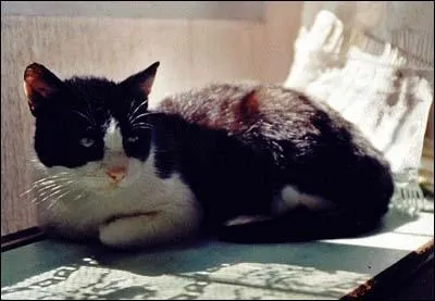 Quel ge avait le plus vieux chat ?