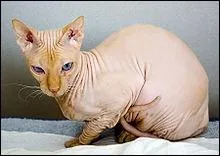 Comment est appel ce chat nu ?