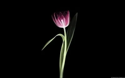 Cette fleur est de couleur...