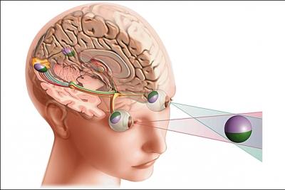 Qu'est-ce que l'accommodation de l'il ?