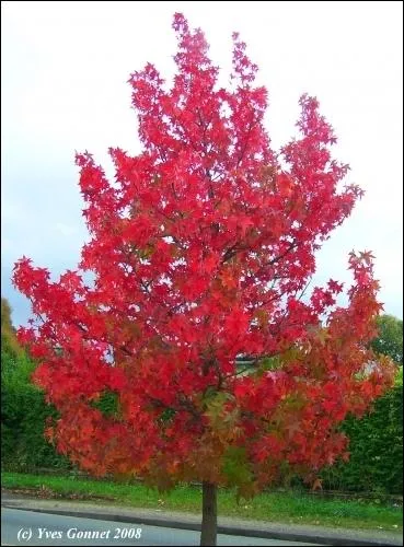 Il y a plusieurs symboles qui reprsentent ce pays, il y a tout d'abord cet arbre dont la feuille se trouve sur le drapeau de ce pays.