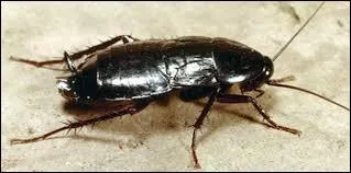 Nous n'avons pas eu de chance en vacances. Il a plu durant deux jours d'affilée. Cela donnait le cafard, au point de :