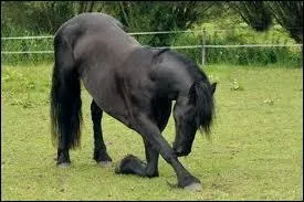 Comment s'appelle la robe de ce cheval ?