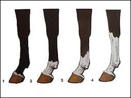 Comment s'appellent les marques blanches sur le membre n3 ?