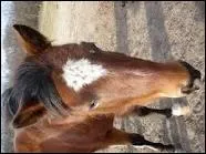 Comment s'appelle cet en-tte ?