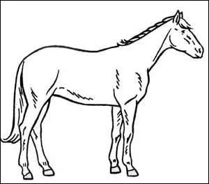 De gauche  droite, quelles sont les 3 diffrentes parties du cheval ?