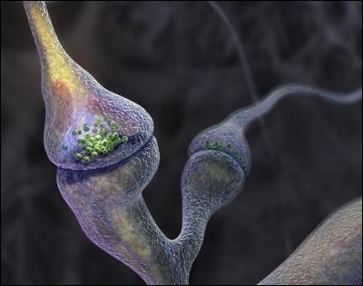 Ce message nerveux est transmis au cerveau jusqu'au cortex visuel par le nerf optique puis par une chane de neurones. La transmission entre les neurones s'effectue au niveau des...