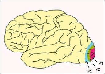 Quelles sont les trois aires crbrales impliques dans la vision ?