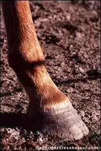 Vous graissez les pieds avec :