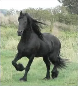 Quelle est cette allure ? Ou ce caractre ?