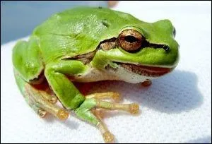 La grenouille est un ...