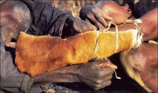 Quelle fourrure peut vous offrir une protection en Afrique ?