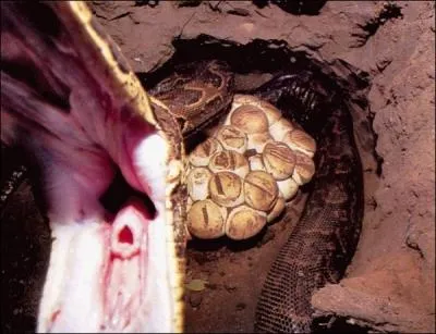 Aprs une courte priode d'hibernation, la femelle pond ses oeufs et les couve pendant une priode de ...