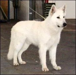 De quelle race est ce chien ?