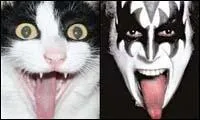 Ce chat appartient certainement  un des membres du groupe de rock amricain...