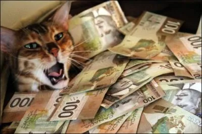 A quel film avec Jean-Pierre Darroussin, cette image avec ce chat, peut-elle vous faire penser ?