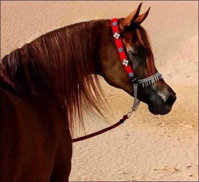 Quelle est la race de ce cheval ?