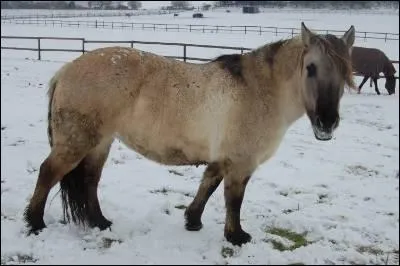 Quel est le nom de ce cheval venu du froid ?