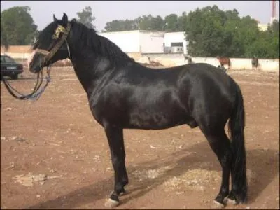 Quel est le nom de ce cheval ?