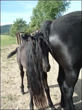 Quelle est la race de ce poulain ?