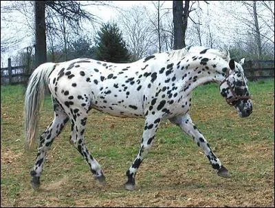 Quel est le nom de ce cheval ?