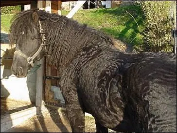 Quel est le nom de ce cheval ?